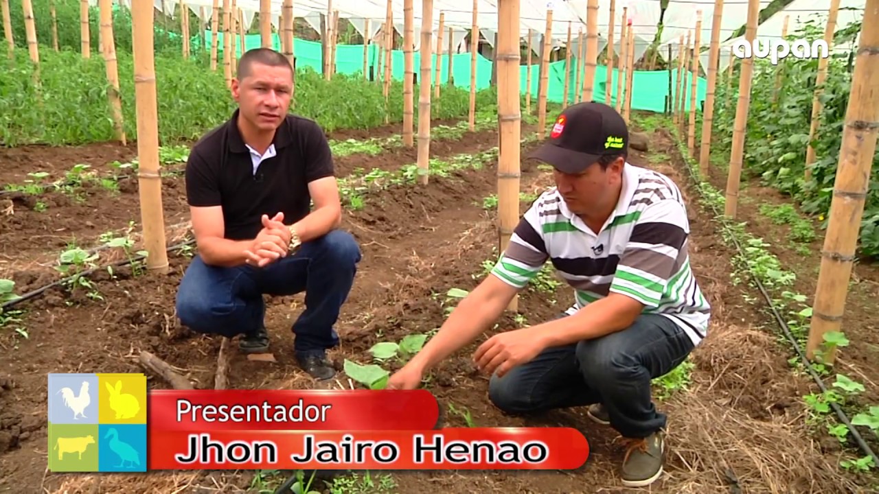 LA GRANJA   PEPINO   03 DE ABRIL 2018