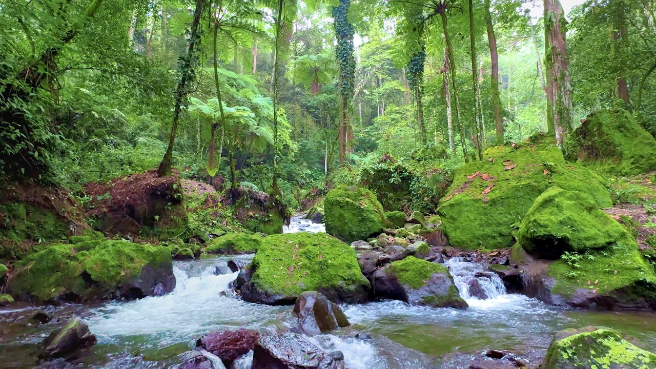 Green Moss Valley Atmosphere with Stream Watersounds for Calm & Focus