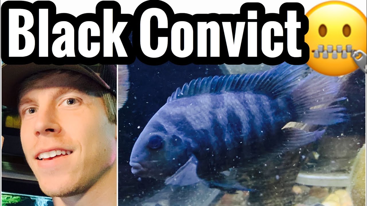 Black Convict Cichlid Fish Tank Care & Setup