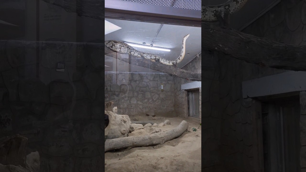 Himalayan Snake at Delhi Zoo 🐍 