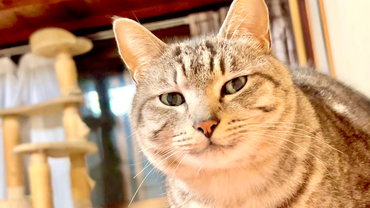 寝起き１秒後の猫はこんな感じ