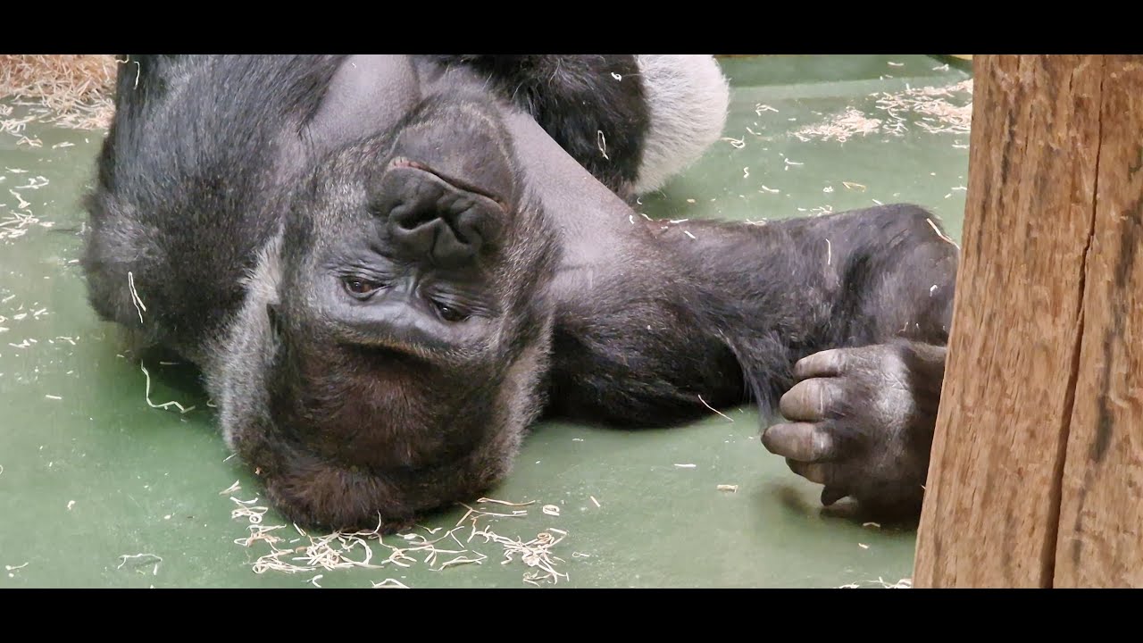 Gorilla Thomas & Family 🦍 #tiergartennuernberg #gorilla #gorillaalltag #silberrücken