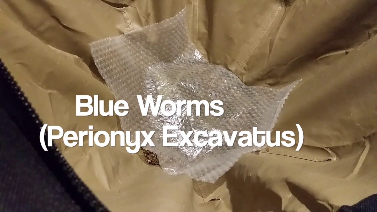 Blue Worms Compost Vermicompost - Perionyx Excavatus - Urban Worm Bag v2 - Ep 2
