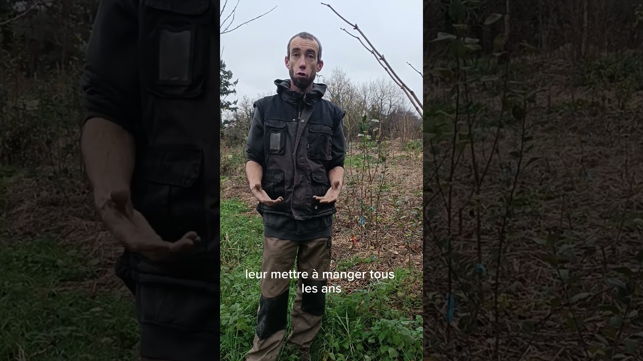 Les portes greffes de pommiers : les faibles vigueur