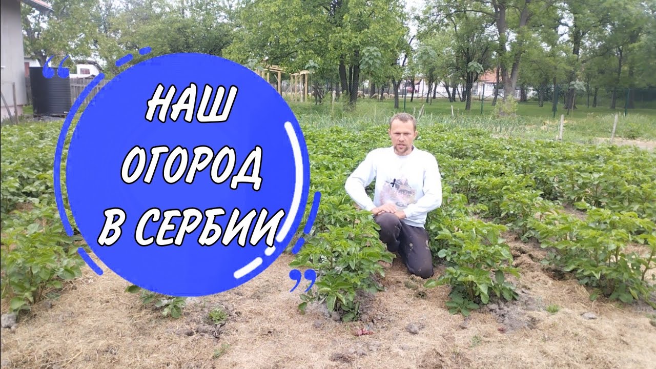 Наш огород в Сербии. Эксперимент с картошкой