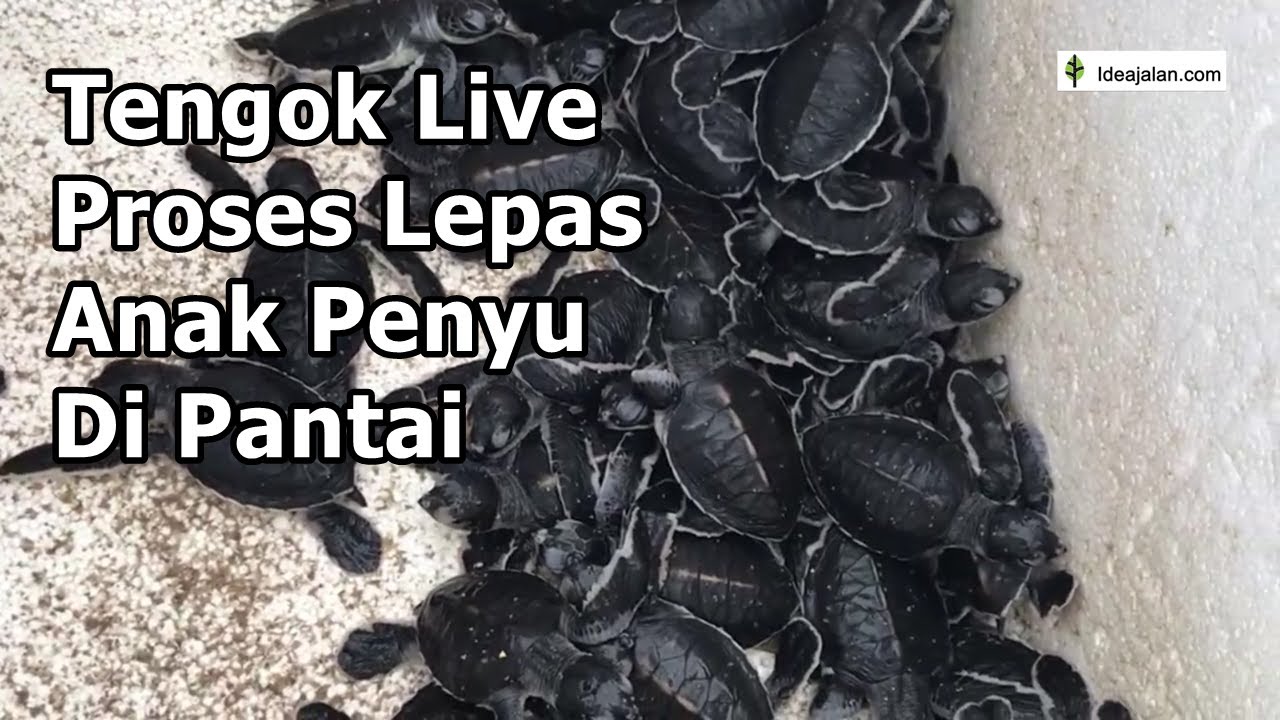 Proses Perlepasan Anak Penyu Rantau Abang, Tempat Menarik Terengganu