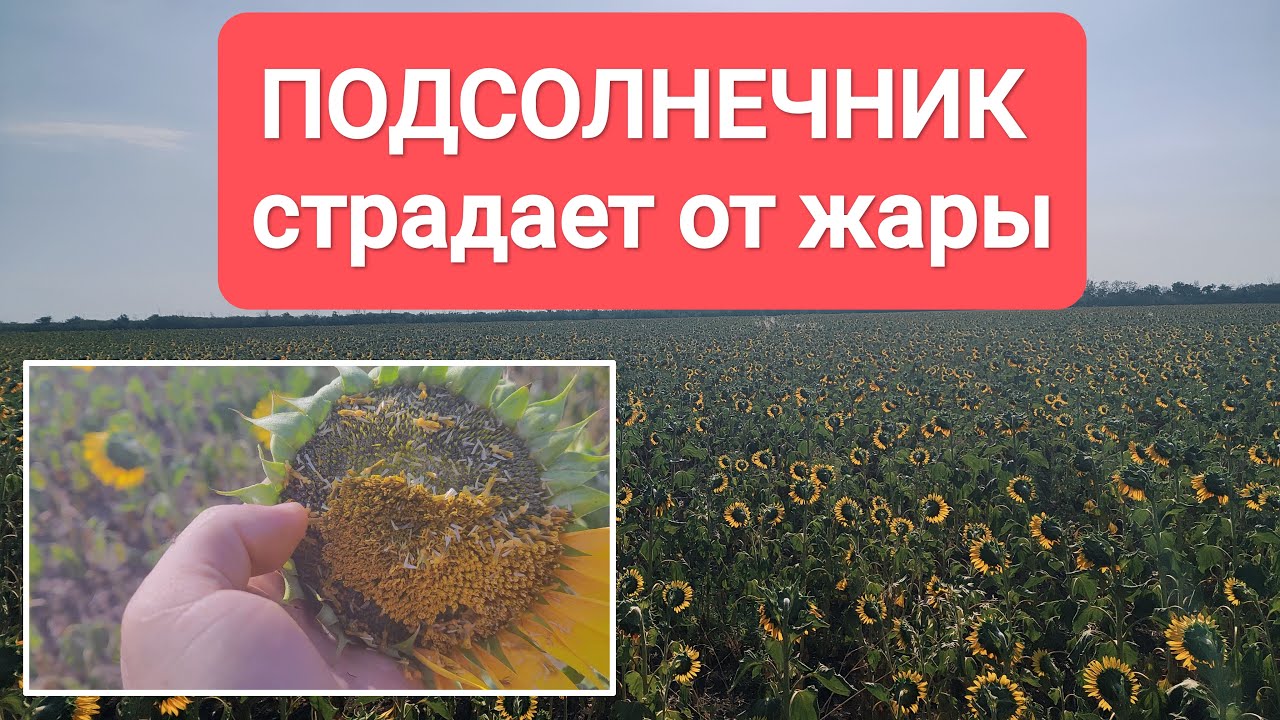 Подсолнечник страдает от ЗАСУХИ | 15 июля 2025