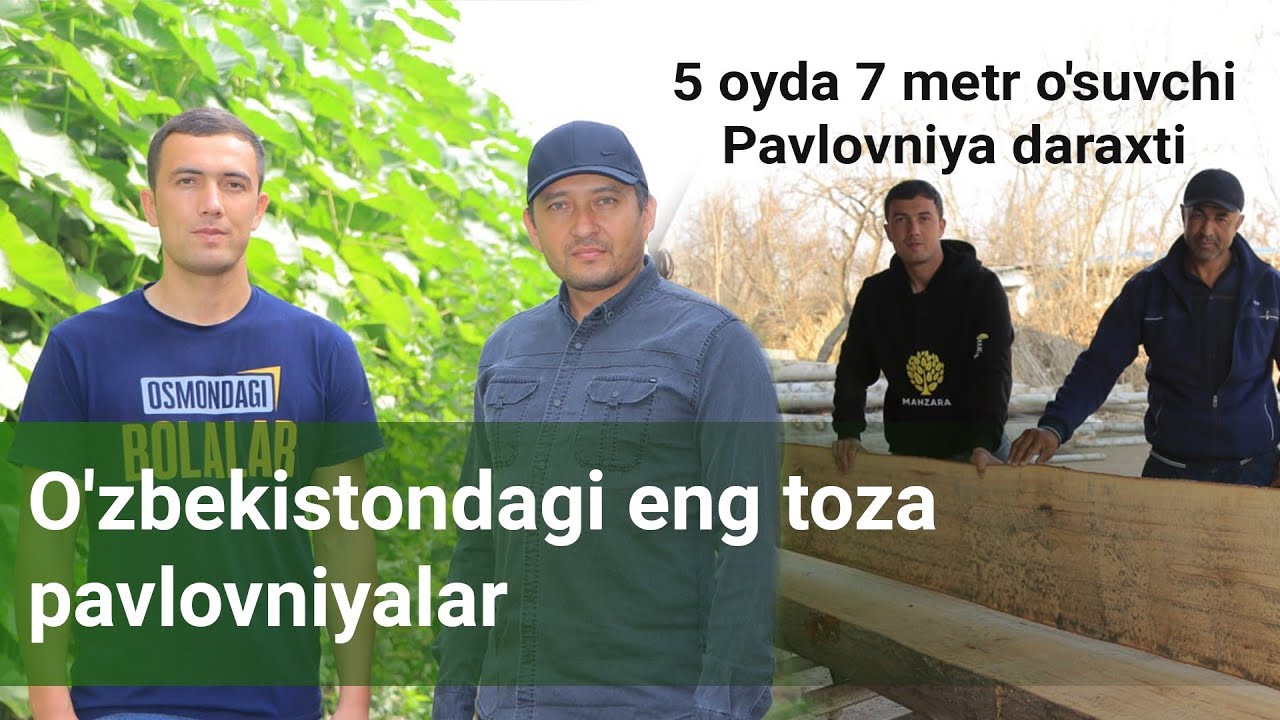 Pavloniya foydasi 6 oyda 16 mln dollarga yetadi. #pavlovniya
