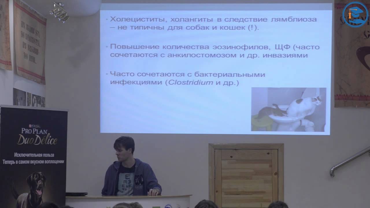 «Лямблиоз кошек и собак», С. В. Коняев