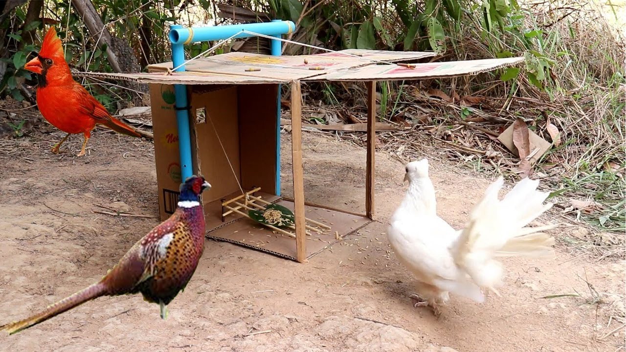 Trap bird ⎟ Easy Trap With Blue Pipe and Cardboard