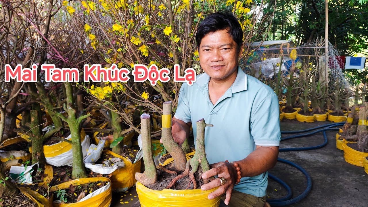 9/2 Dung 0383519488 Mai Tam Khúc độc lạ chốt nhanh