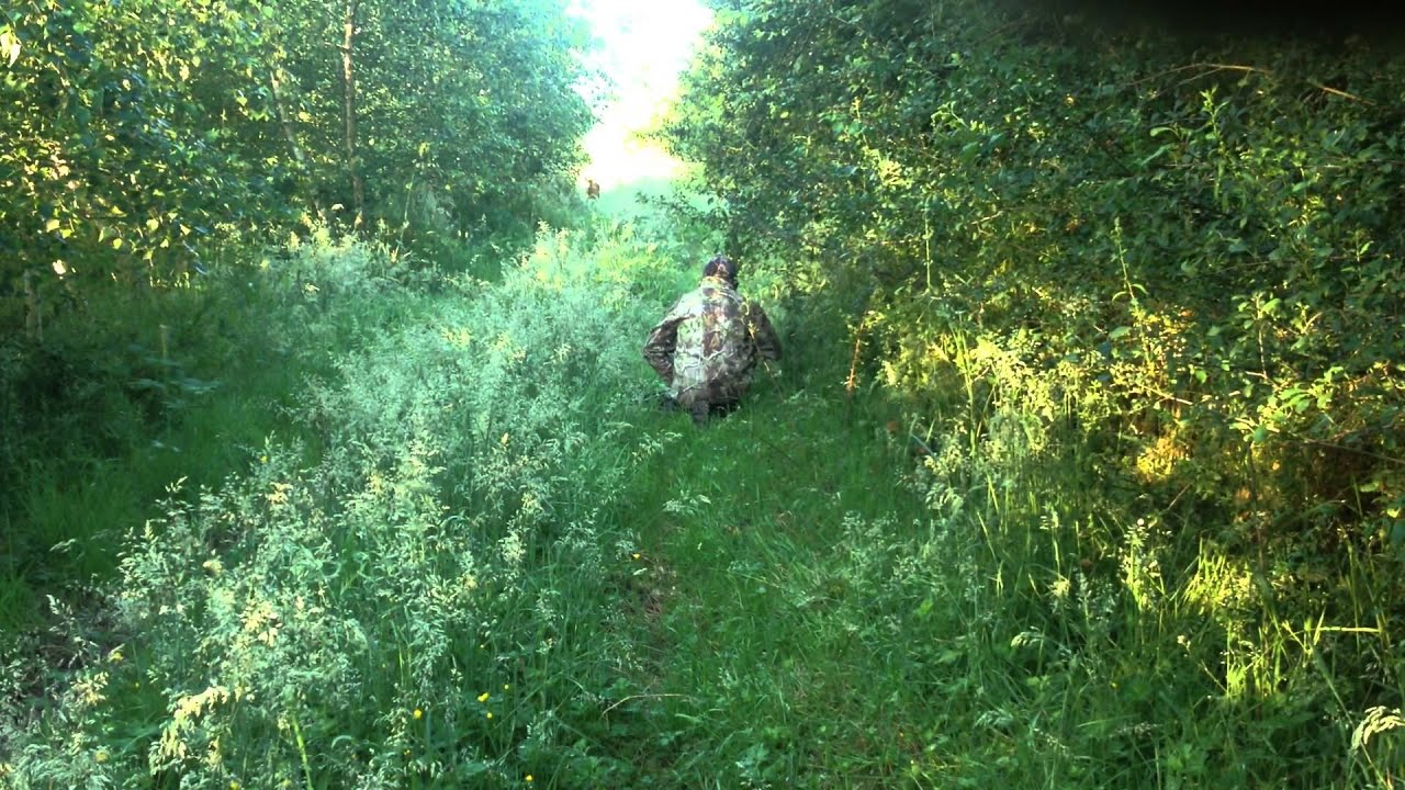 Chasse à l'arc : approche d'un chevreuil