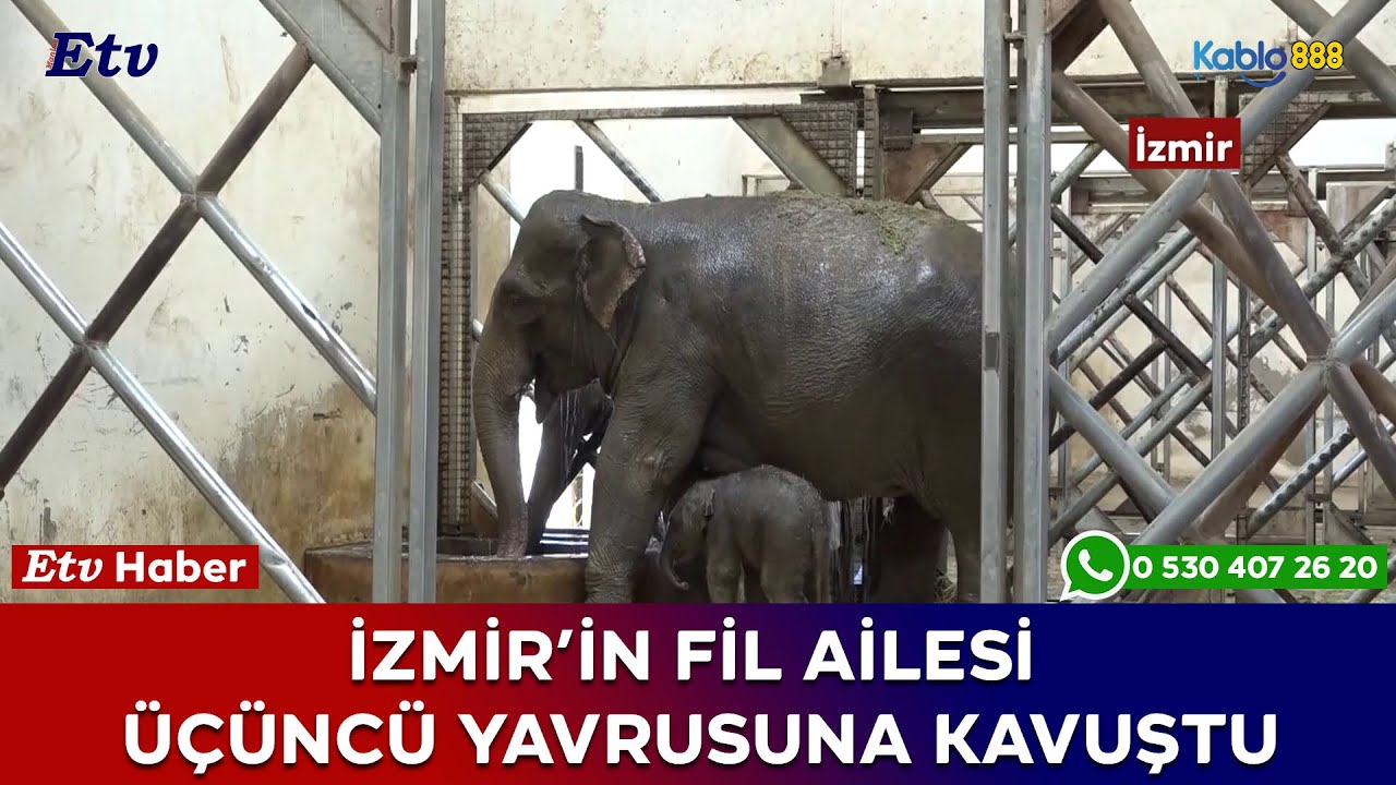 İzmir’in fil ailesi üçüncü yavrusuna kavuştu