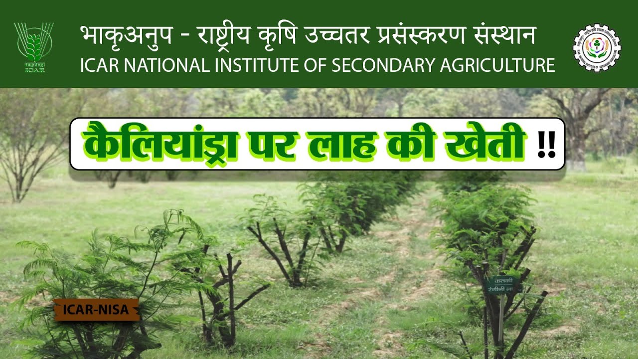 कैलियांड्रा पर लाह की खेती !! | ICAR - NISA ||