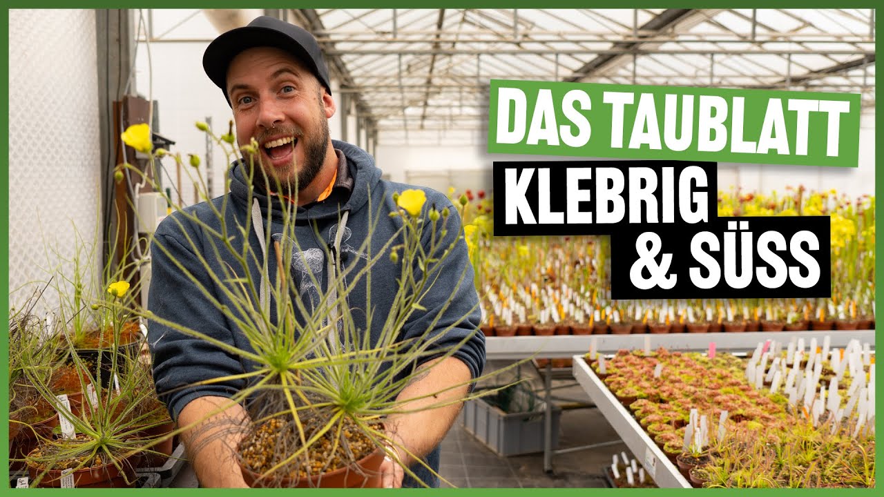 Diese Pflanze fängt Fliegen mit Honigduft: Drosophyllum lusitanicum #296