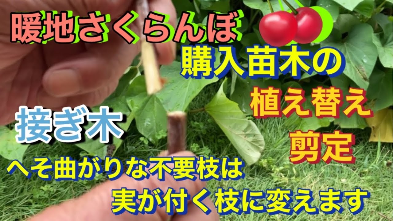 【暖地さくらんぼ、購入苗木の植え替え、剪定、接ぎ木】へそ曲がりな不要枝は接ぎ穂に変えます。
