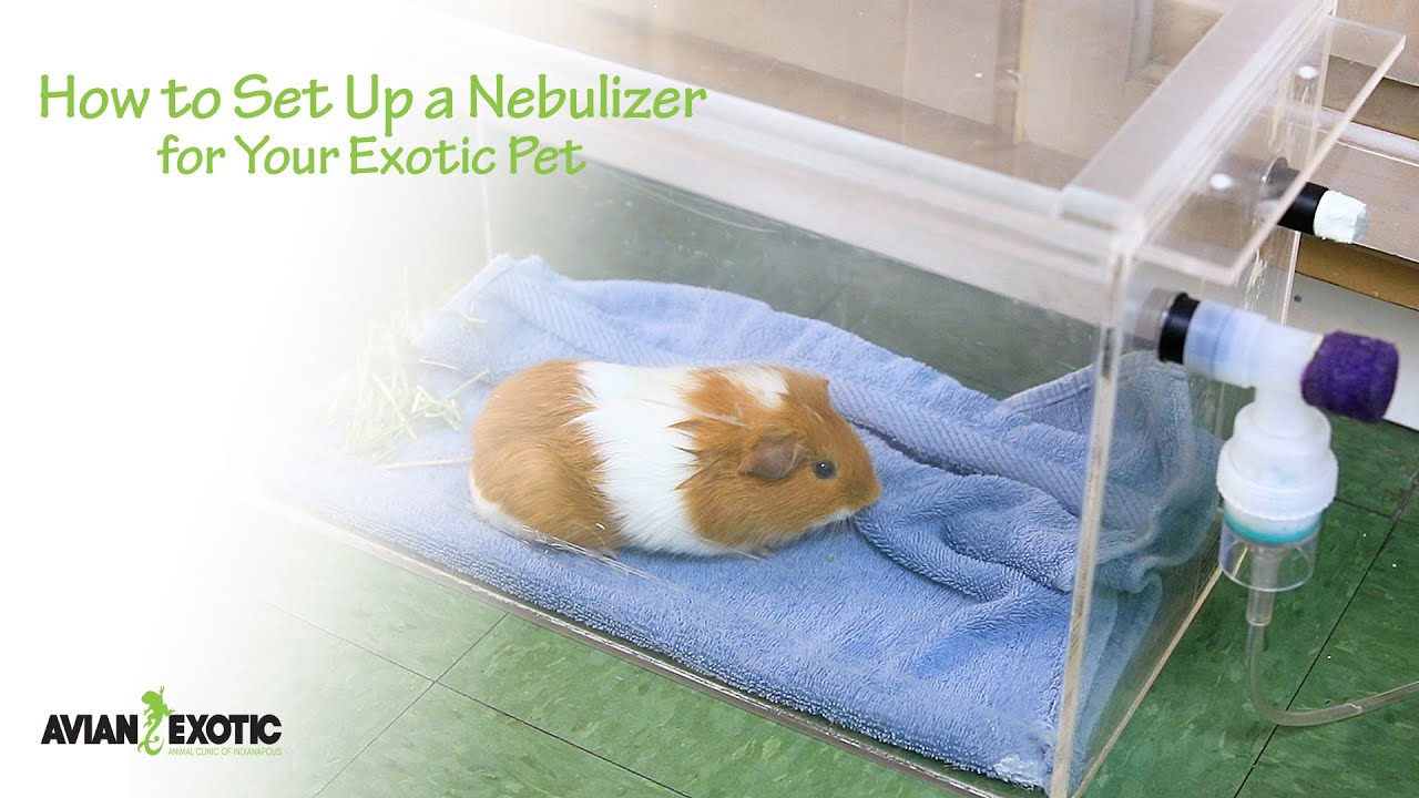 How to Set Up a Nebulizer for Your Exotic Pet