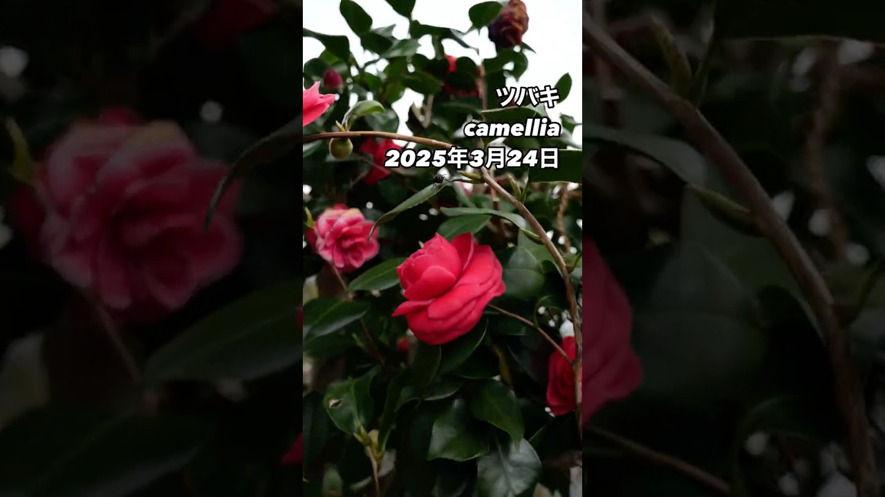 ツバキ camelliaの魅力を再発見！赤い花から見る育て方とその背景。2025年3月24日