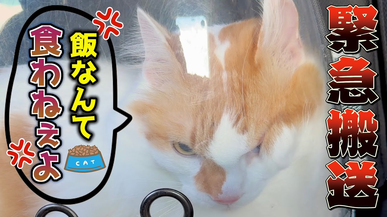 愛猫が突然ご飯を食べなくなってしまったので急遽動物病院へ行くことに…。