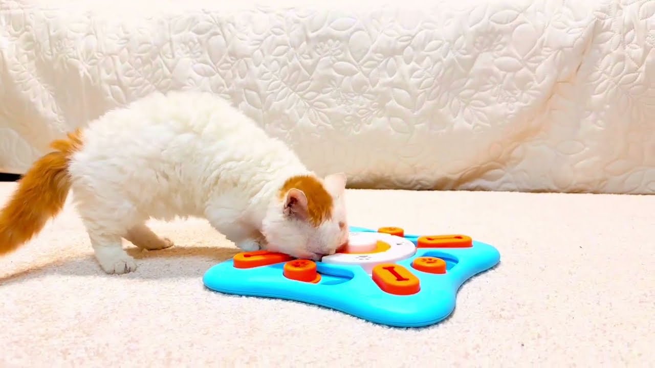 Selkirk Rex kittens and Lambkin kittens are playing with an interactive puzzle game