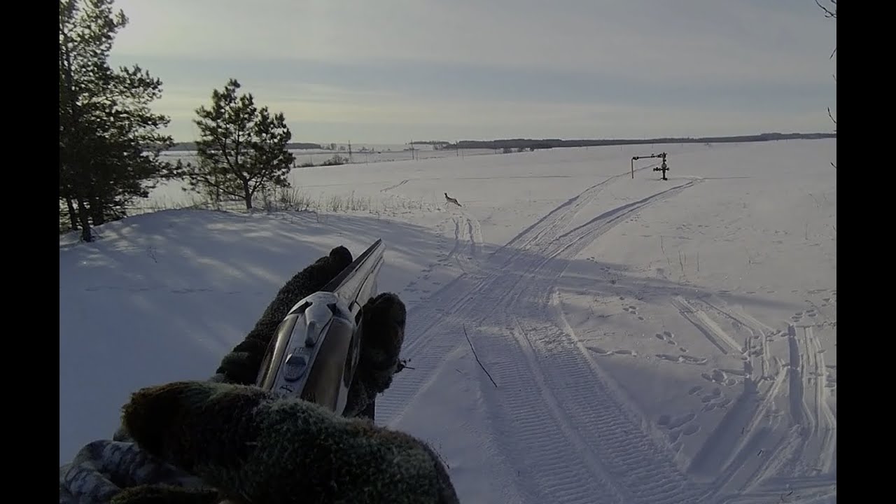 С гончей за двумя зайцами в лютый мороз...