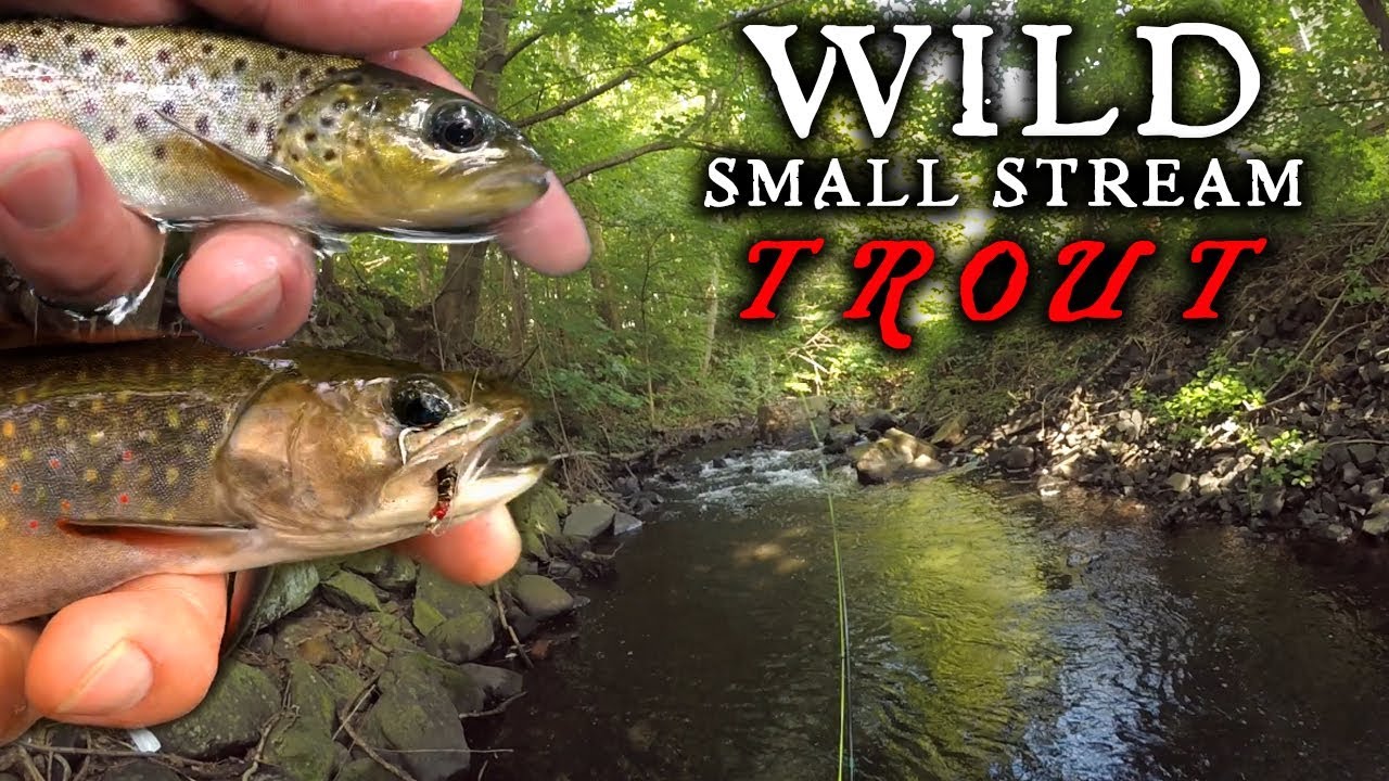 New England WILD Trout - Eightmile River (Connecticut Trout Tour, part VI)