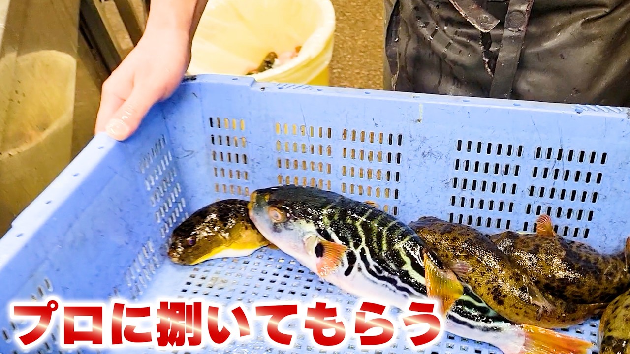 【フグ捌きのプロにお願い】ヒガンフグとシマフグが華麗に捌かれていきます！