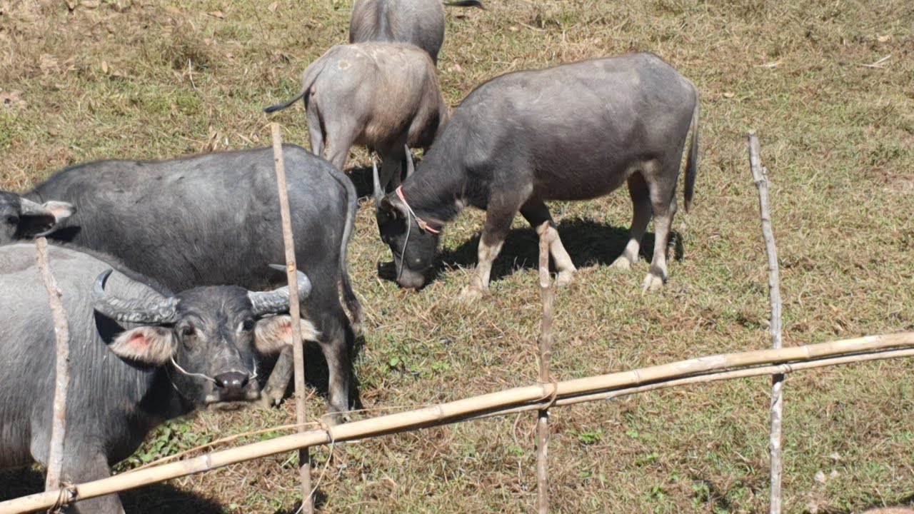 Many buffaloes are eating grass./🦬🐃