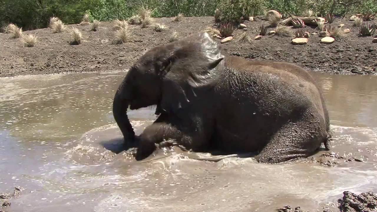 Wild & Woolly at Shamwari Game Reserve - Episode 9