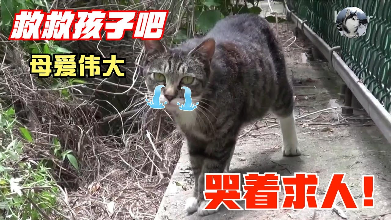 母猫“哭着”找人求助，希望救救它的孩子，营救很难但很暖心