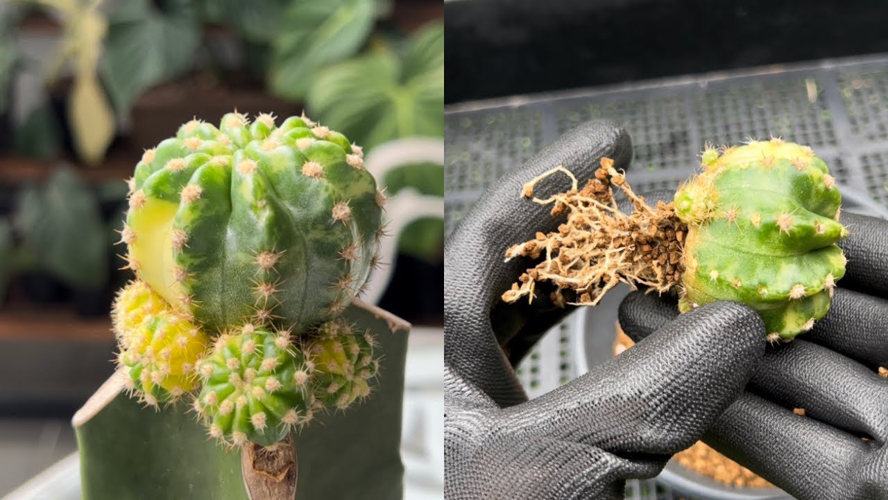 #01 How to Degraft And Root Cactus | Step by Step Guide