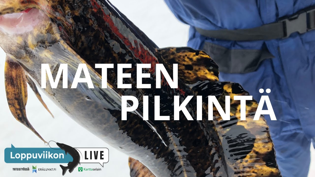 Mateen pilkintää