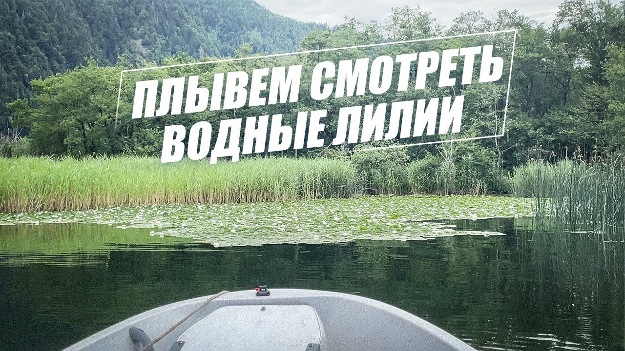 Плывем смотреть водные лилии. Австрия, альпийское озеро.