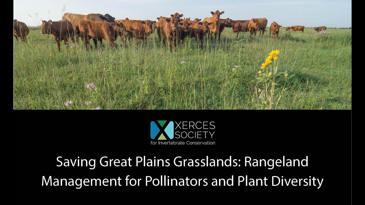 Saving Great Plains Grasslands: Rangeland Management for Pollinators and Plant Diversity