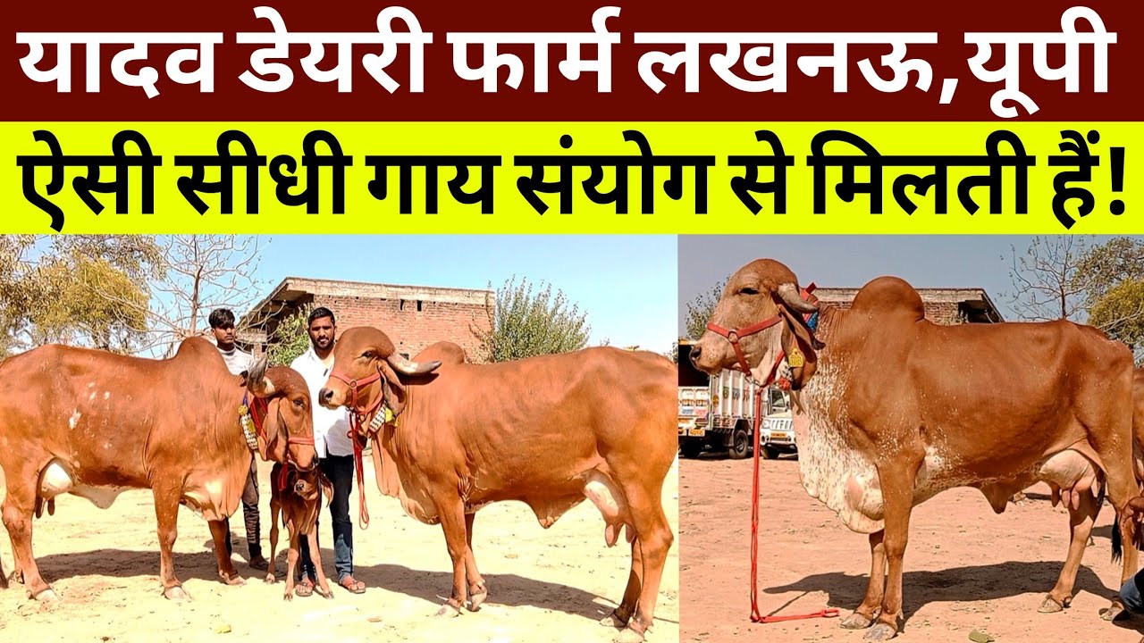 Gujarat Ki Top👍Gir Cow In Yadav Dairy Farm Lucknow Up/Dairy Farming In Up/Pashu Mandi Up 2025 ||