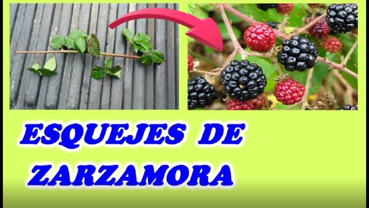 ESQUEJES de MORA o ZARZAMORA sin espinas - PLANTAR MORA o ZARZAMORA en MACETA //Todo Huerta y Jardín