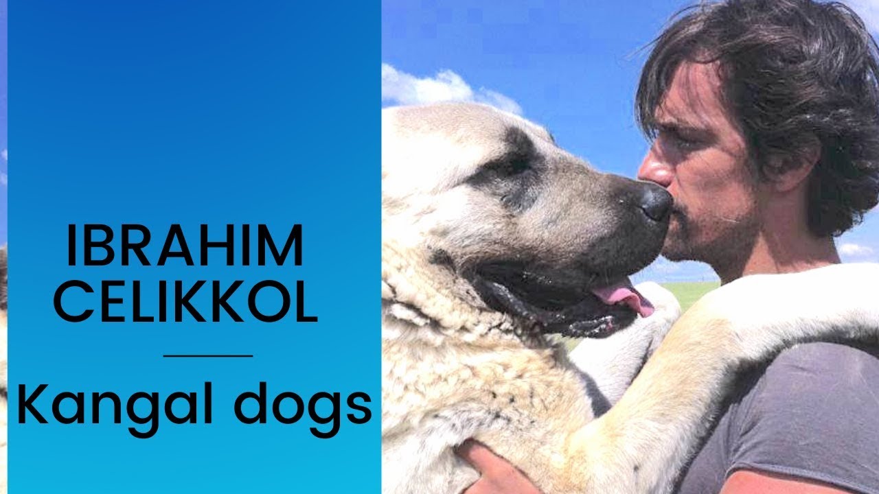 Ibrahim Celikkol ❖ Interview ❖ Kangal Dogs ❖ English