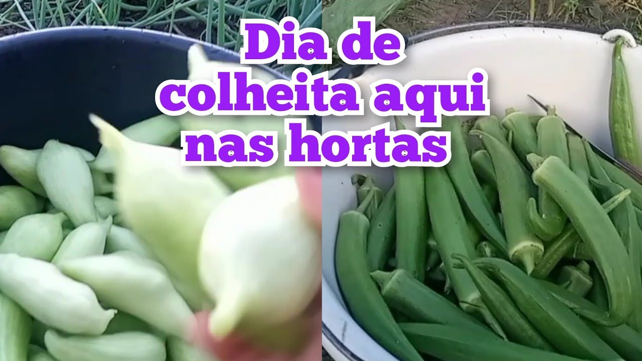 COLHEITA NA NOSSA HORTA ORGÂNICA/Ótima colheita