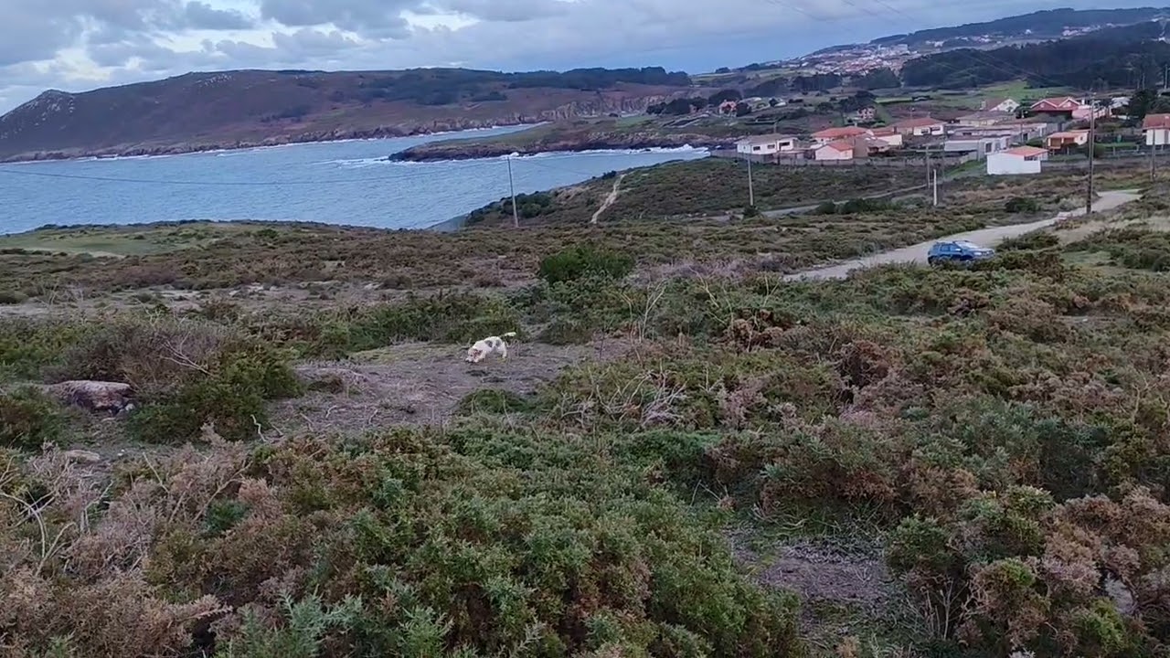 Bala 