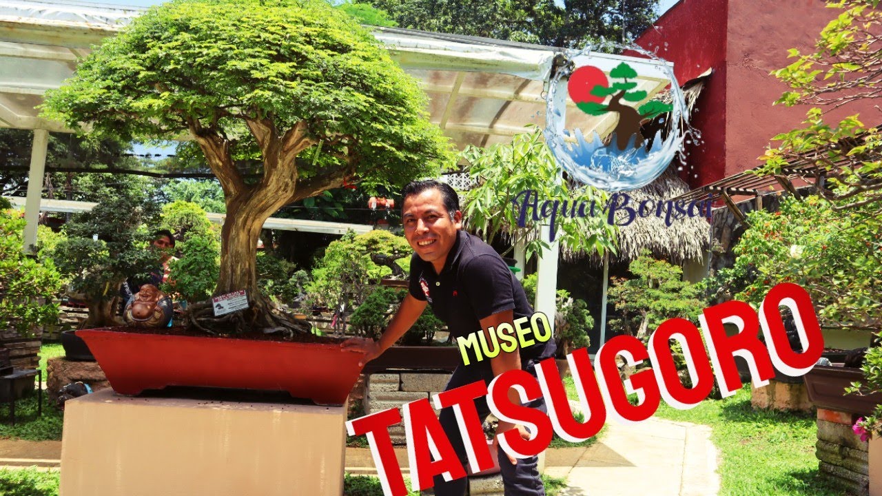 Museo del Bonsái TATSUGORO, Veracruz, México.