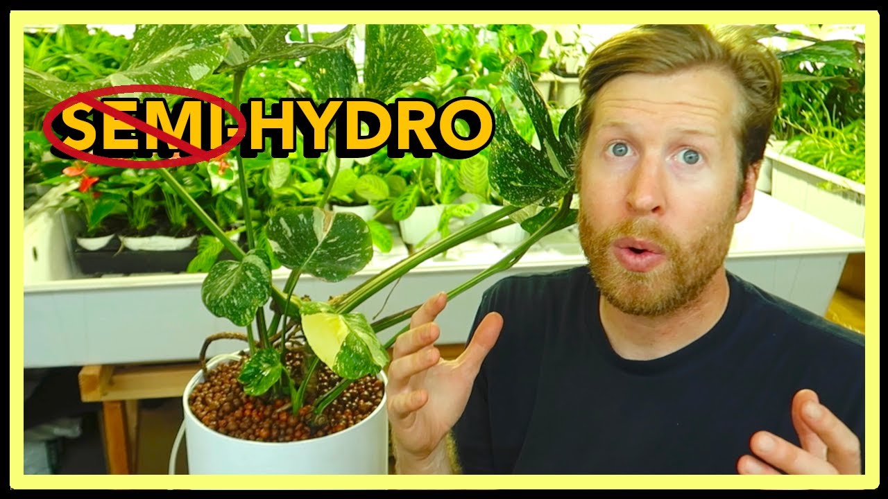Grow Variegated MONSTERA in LECA | Convert Semi Hydro to Active! How to Ep 44