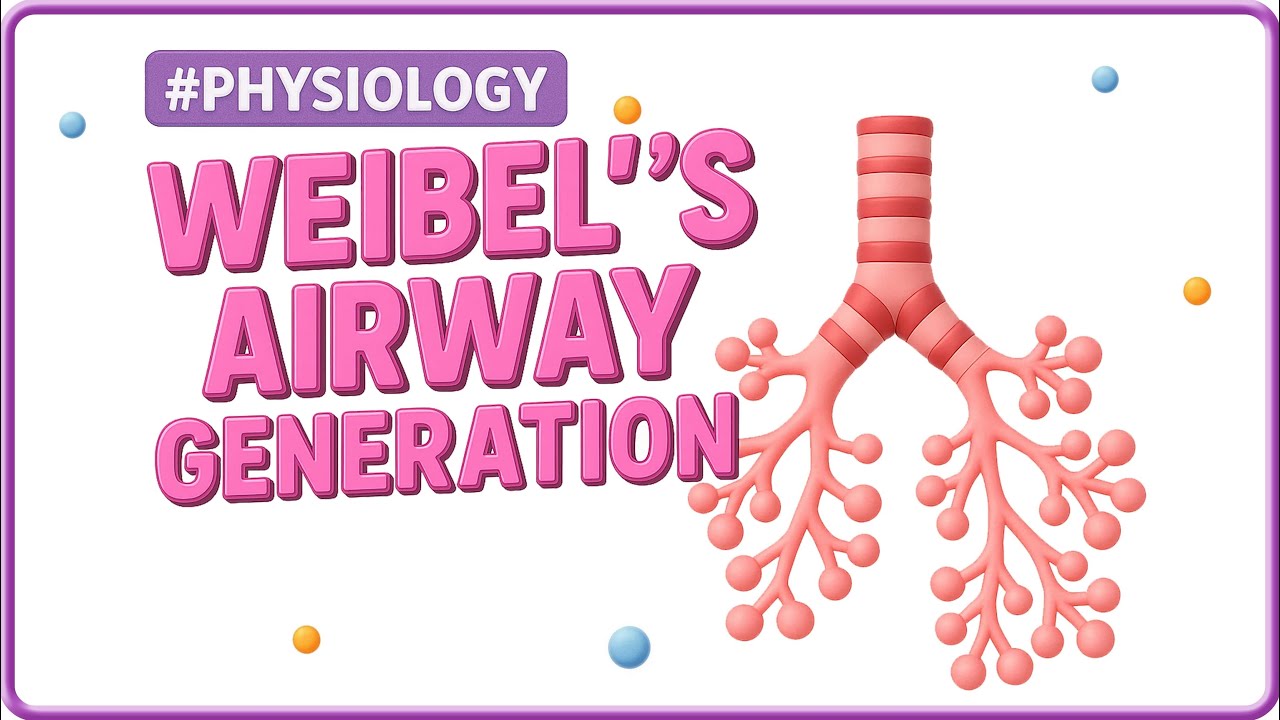 1. Weibel’s Airway Generations | Pulmonary Physiology | USMLE Step 1