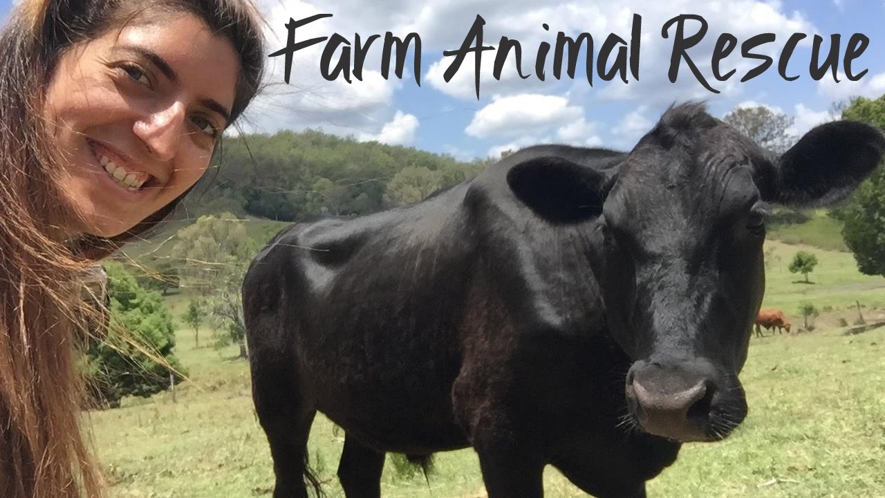 Farm Animal Rescue open day, Dayboro Australia // Amy Gets Lost