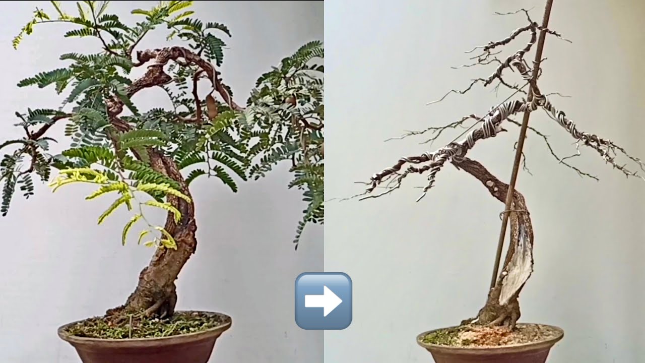 Styling A Tamarind Bonsai
