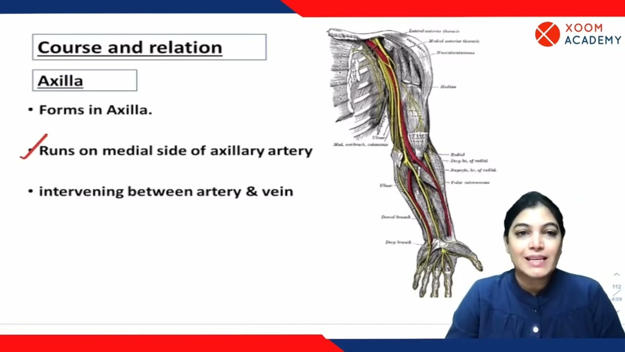 Ulnar nerve - Human Anatomy Lecture - Xoom Academy