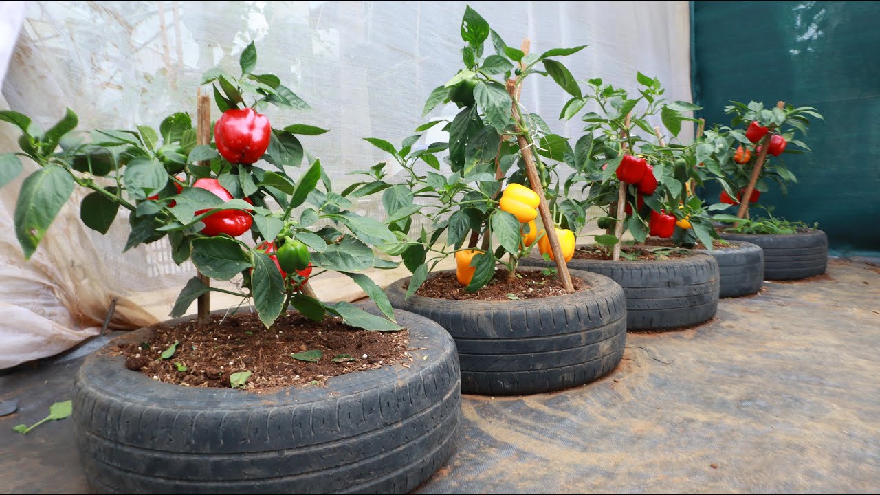 Taman paprika besar dari ban - Rahasia banyak buah yang matang secara merata