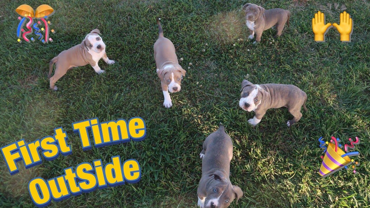 American Bullies Puppies Playing Outside For The First time!