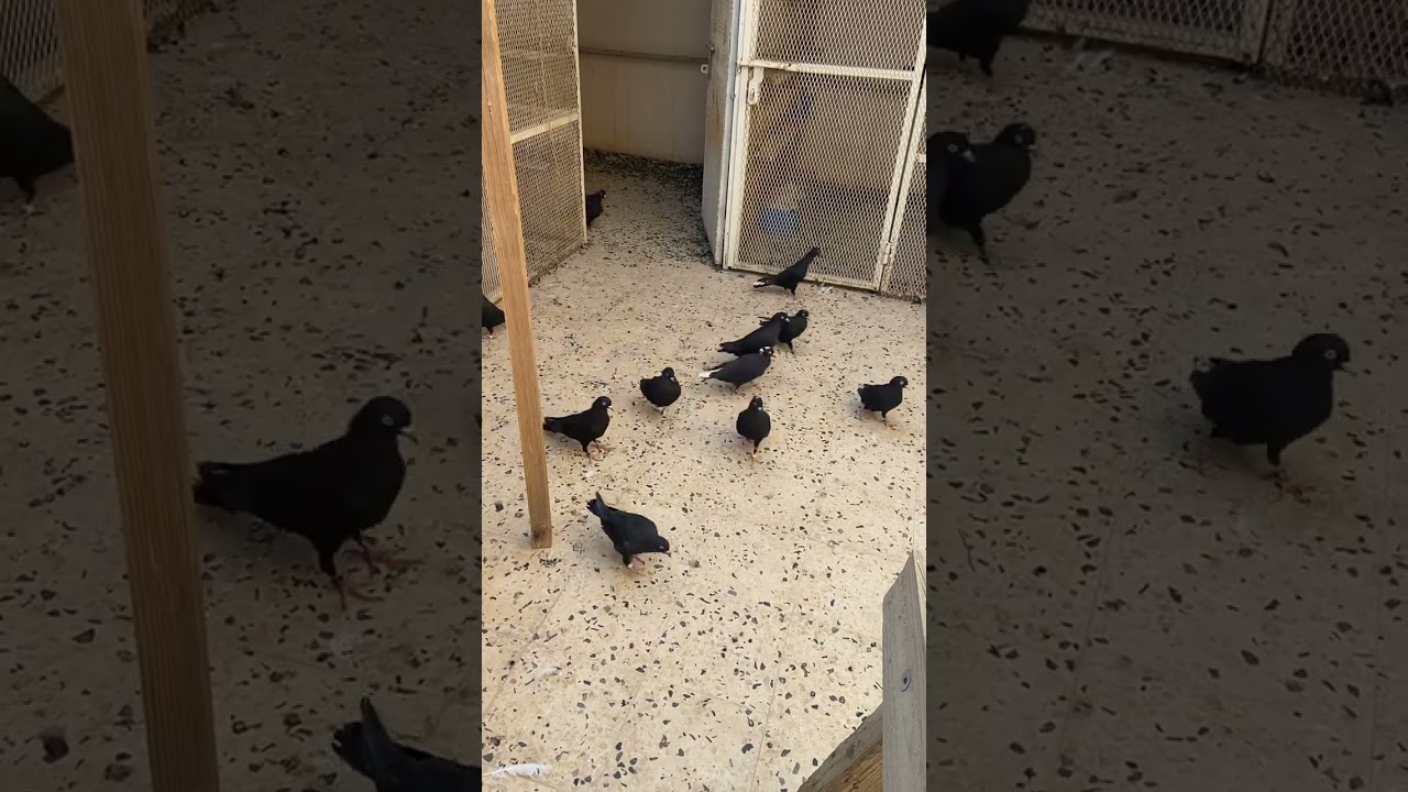 حمام قطايف مطير العام بدايت تنشيف ١٦ سبتمبر ٢٠٢٣