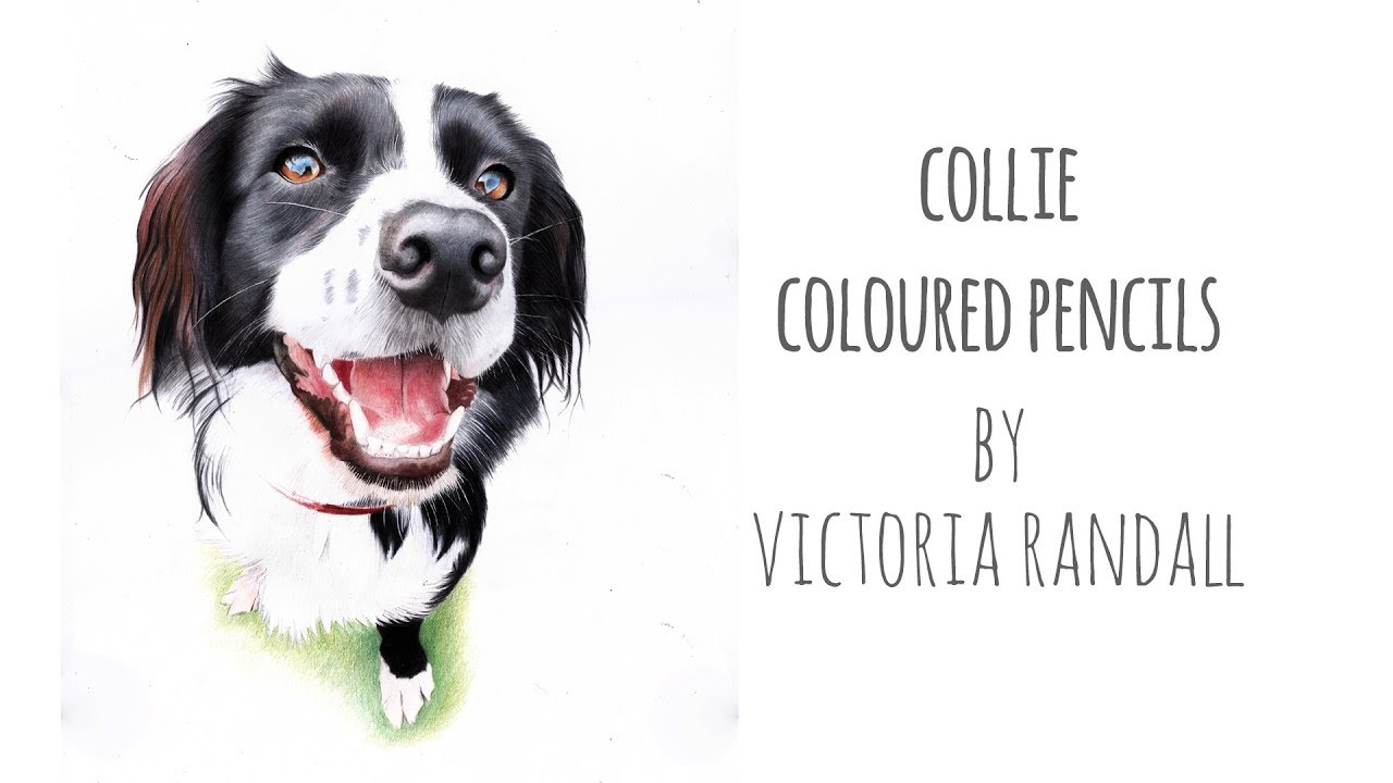 Drawing a Collie Dog in Coloured Pencils | Victoria Randall Fine Art