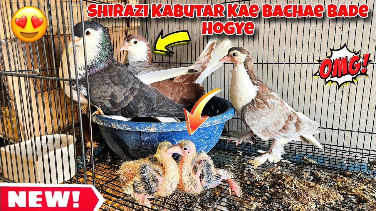 Shirazi Kabutar Kae Baby Bade Hogye 💀😍 kabutar ki video 🕊️ pigeon videos kabutar 🔥